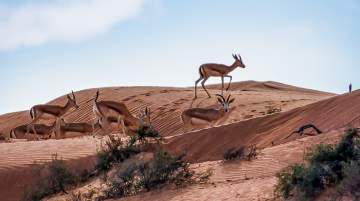 Arabian Sand Gazelles