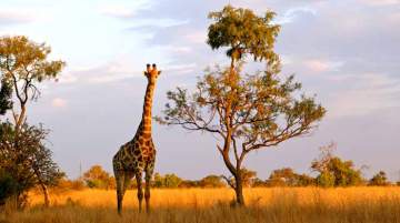 Africa