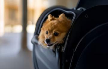 Etihad Airways making travelling with pets more accessible