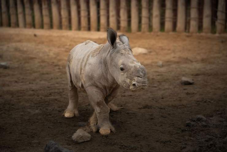 Birth of Second Endangered White Rhino Calf at Dubai Safari Park 