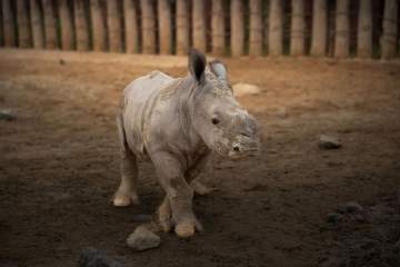 Birth of Second Endangered White Rhino Calf at Dubai Safari Park 