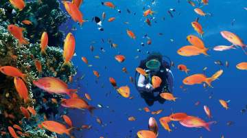 Red Sea