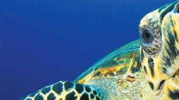 FUJAIRAH: Nature And Culture