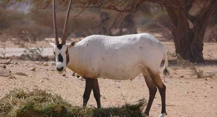 Oman Air Supports Wildlife Conservation